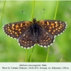 melitaea caucasogenita bakuriani male